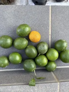 なおみちゃん様 リクエスト 2点 まとめ商品