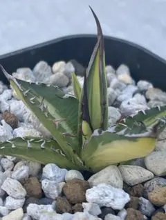 2025年最新】アガベ ホリダ 錦の人気アイテム - メルカリ