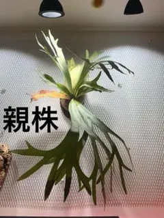 ビカクシダ　e-1（白ビフ）　子株のサムネイル