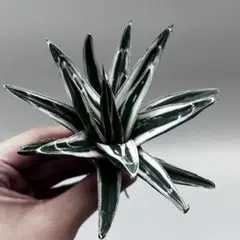 コメント必須★極上美株アガベ 氷山★鉢ごと発送★らくらくメルカリ便（送料込み） 2025年最新】アガベ 氷山の人気アイテム - メルカリ