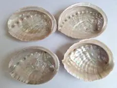 み32　大きいサイズ♪日本海産天然あわび貝殻4枚まとめ売り♪送料込み♪