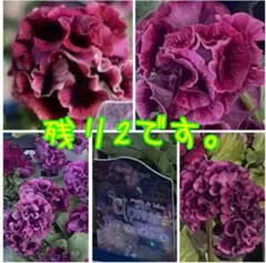 パンジーユニベール種１０粒　レア　残2のサムネイル