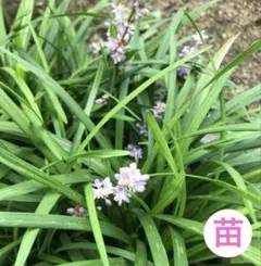 人気宿根草多年草四季咲ツルバキア斑入パープル花 (シルバーレース