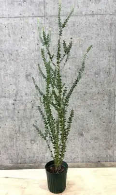 サンカクバアカシア 三角葉アカシア テラコッタ鉢植え 苗ミモザ
