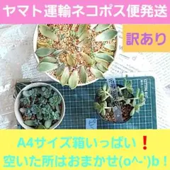 Ⓘ　訳あり 色々な葉挿し　メルカリ便発送　多肉植物　A4サイズ箱いっぱい！