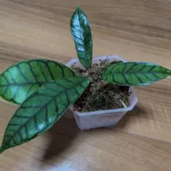 Hoya callistophyllaのサムネイル