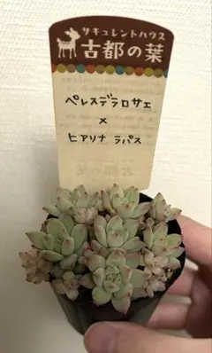 2026年最新】古都の葉の人気アイテム - メルカリ