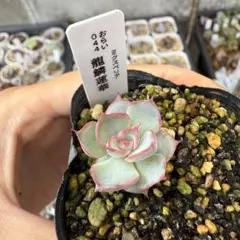 2025年最新】龍鱗蓮華の人気アイテム - メルカリ