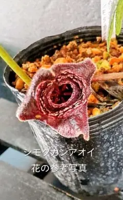 山野草・寒葵・カンアオイ(静岡県産・シモダカンアオイ)のサムネイル