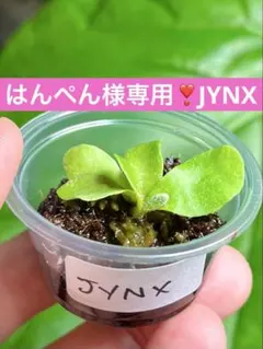 速達❣️はんぺん様 リクエスト 4点 まとめ商品