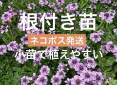 2026年最新】ヒメイワダレソウの人気アイテム - メルカリ