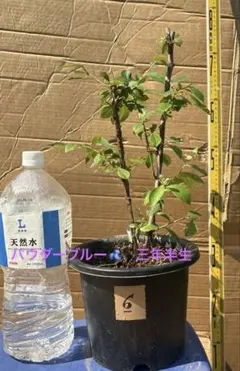 イチジク挿木苗 TFH-270 Jolly Rancher イチジク苗木 TFH-270 Jolly Rancher 挿し木苗 - メルカリ