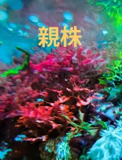匿名発送】 ミックス海藻 紅藻 緑藻 いろいろ - メルカリ