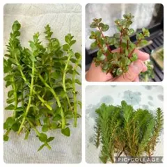 AROMA様 リクエスト 2点 まとめ商品