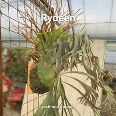 2025年最新】veitchii wildの人気アイテム - メルカリ