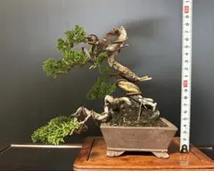 糸魚川真柏 盆栽のサムネイル