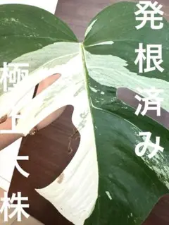 2025年最新】斑入りモンステラ ハーフムーンの人気アイテム
