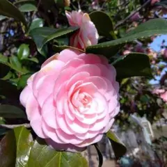 乙女椿　挿し木　苗木　花木　1本のサムネイル