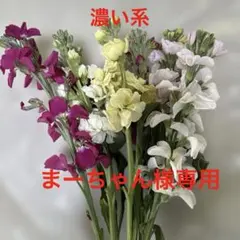 まーちゃん様専用