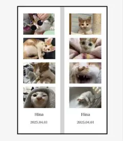【お試し】飼い猫 ひなちゃん プリクラ風