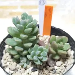 チェリーボンボン】抜き苗 ぼのぼのさん苗 多肉植物 - メルカリ