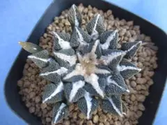 2026年最新】アロエ 植物の人気アイテム - メルカリ