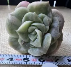 2025年最新】ラブリーローズ錦の人気アイテム - メルカリ