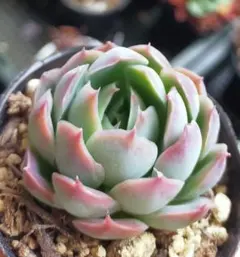 多肉植物 霜椿×シムランスラグナサンチェス【抜き苗】 - メルカリ