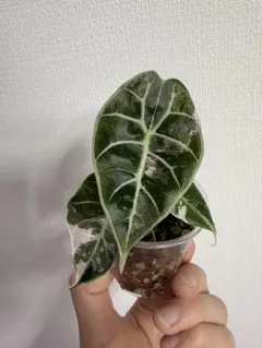 2026年最新】アロカシア 斑入り ピンクの人気アイテム - メルカリ