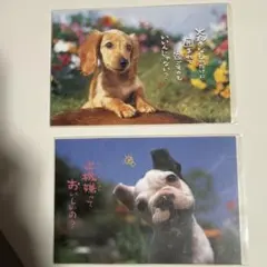 犬のポストカード 2枚セット