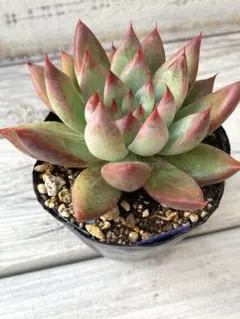 PURPLE 　SKY様 リクエスト 2点 まとめ商品