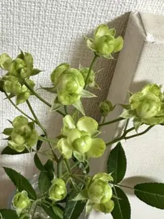 バラ苗　エクレール　グリーンローズ カップ咲き　スプレー咲き　バラ挿し木苗　④