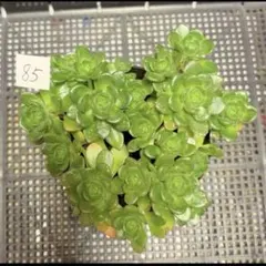 アドニス サンデルシー アエオニウム 多肉植物 抜き苗 - メルカリ