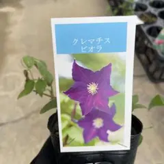 クレマチス ビオラ ジャックマニー系 新旧両枝咲き　＊同梱推奨商品のサムネイル