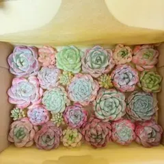 ☆多肉植物～カット苗 詰め合わせセットF～ゆうパケットプラス