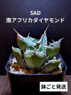 2026年最新】アガベ sad 南アフリカダイヤモンドの人気アイテム - メルカリ