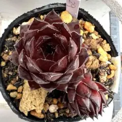 多肉植物 センペルビウム マーマレード No.9① - メルカリ