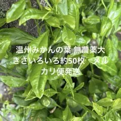 운슈 귤 잎, 무농약, 대형, 약 50매, 메르카리 배송