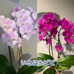 ミディ胡蝶蘭2株セット(いろは、ビビ)のサムネイル