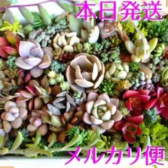【本日発送】「多肉植物」✾ 小さなカット苗　28種セット 詰め合わせ ちまちま