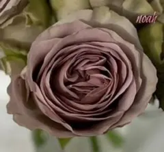 くろまろまろ様 リクエスト 2点 まとめ商品