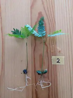 エバーフレッシュ 発芽苗（２株）※実生苗
