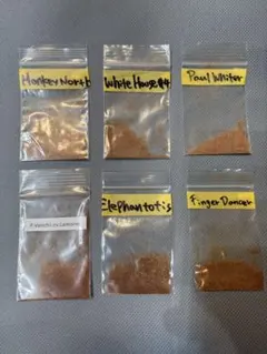 2025年最新】ビカクシダ 胞子 セットの人気アイテム - メルカリ