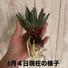 達磨 だるま　ササノユキ　笹の雪 白ペンキ 特大大株_4 アガベ 笹の雪ダルマ 濃白ペンキ美株‼️鉢植え発送‼️ 29 - メルカリ
