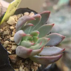 A*y様 ㊵大きめ苗! 青鬼❣️紫紺の矢❣️もみじ飴❣️スノーミル❣️6苗メルカ 2026年最新】ミックスベリア 円の人気アイテム - メルカリ