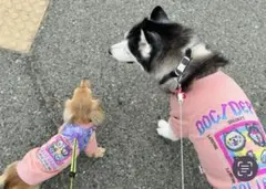 Item thumbnail for item 53ecab29-71e7-404e-af5a-6bf802db3324