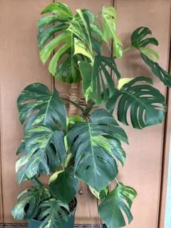 2025年最新】モンステラボルシギアナ オーレアの人気アイテム - メルカリ