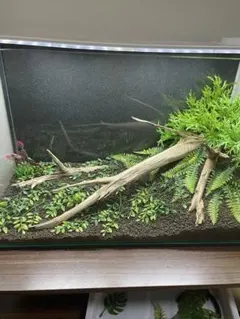 M*P様 水槽用流木3本のみになります