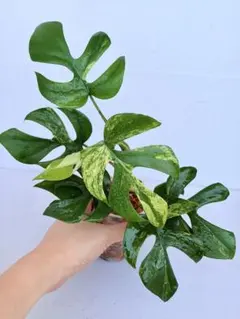 レア希少 大苗Lomandra longifolia ロマンドラロンギフォリア - メルカリ