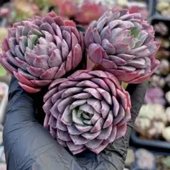 アロエ様 リクエスト 14点 まとめ商品